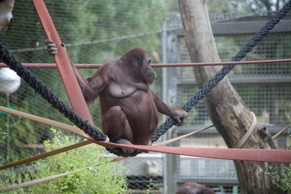 Quelle est la météo à Saint-Aignan pour visiter le zoo de Beauval ?
