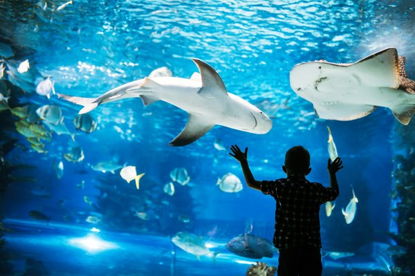 Quels sont les plus grands aquariums de France ?