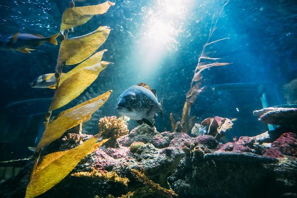 Le plus grand aquarium de France : quelle est sa taille impressionnante ?